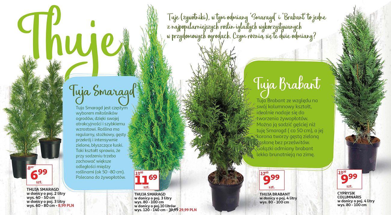 Gazetka promocyjna Auchan str. 8